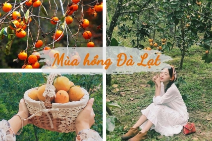 ĐÀ LẠT VÀO MÙA HỒNG CHÍN ĐỎ RỰC CẢ GÓC TRỜI ĐÀ LẠT VÀO MÙA HỒNG CHÍN ĐỎ RỰC CẢ GÓC TRỜI