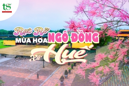 Có hẹn với du lịch Huế tháng 3 ngắm mùa hoa ngô đồng nở rộ Có hẹn với du lịch Huế tháng 3 ngắm mùa hoa ngô đồng nở rộ