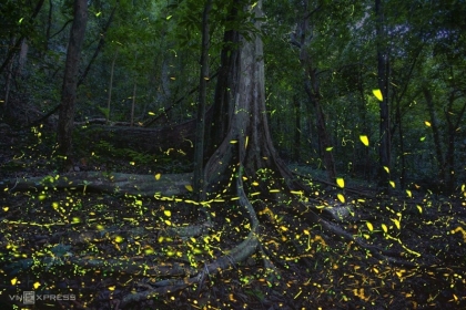 Night trips are available at Cuc Phuong National Park Night trips are available at Cuc Phuong National Park