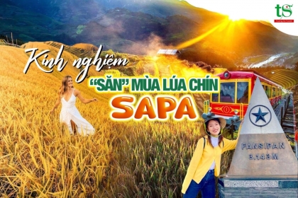 Tất tần tật kinh nghiệm săn mùa lúa chín Sapa 2024 Tất tần tật kinh nghiệm săn mùa lúa chín Sapa 2024