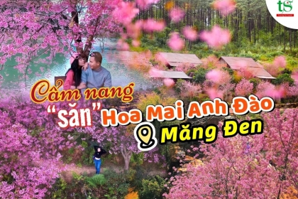 [MỚI NHẤT] Cẩm nang "săn" hoa mai anh đào ở Măng Đen chi tiết từ A - Z