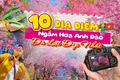 Tổng Hợp Địa Điểm Ngắm Hoa Anh Đào Đà Lạt Đẹp Nhất 2026 Tổng Hợp Địa Điểm Ngắm Hoa Anh Đào Đà Lạt Đẹp Nhất 2026