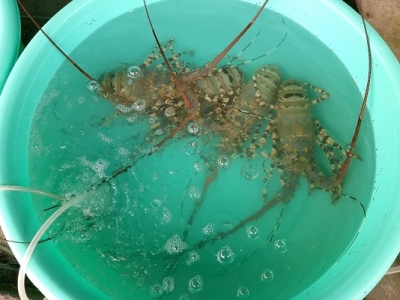 BÌNH BA “QUỐC ĐẢO TÔM HÙM” BÌNH BA “QUỐC ĐẢO TÔM HÙM”