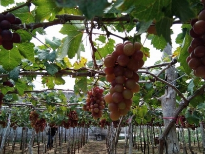 TOUR HANG RÁI – VĨNH HY 1 NGÀY TOUR HANG RÁI – VĨNH HY 1 NGÀY