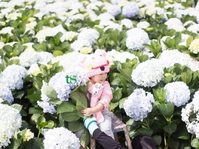 DU LỊCH NHÀ VƯỜN ĐÀ LẠT 1 NGÀY