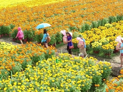 TOUR CẦN THƠ – ĐỒNG THÁP – SA ĐÉC – TRÀM CHIM 1 NGÀY TOUR CẦN THƠ – ĐỒNG THÁP – SA ĐÉC – TRÀM CHIM 1 NGÀY