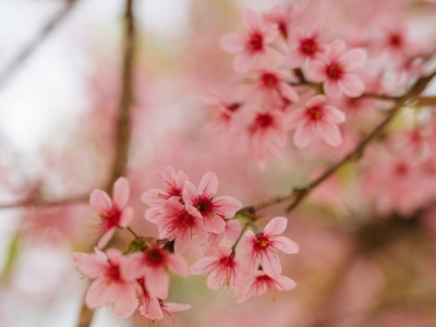 DU XUÂN ĐÀ LẠT 3N2Đ DU XUÂN ĐÀ LẠT 3N2Đ