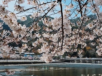 DU LỊCH NHẬT BẢN – NGẮM HOA ANH ĐÀO DU LỊCH NHẬT BẢN – NGẮM HOA ANH ĐÀO