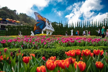 KỶ LỤC 1,5 TRIỆU BÔNG HOA TULIP TẠI BÀ NÀ HILLS KỶ LỤC 1,5 TRIỆU BÔNG HOA TULIP TẠI BÀ NÀ HILLS