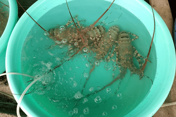 tom-hum-dao-binh-ba-nha-trang