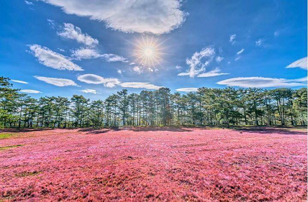 co-hong-da-lat
