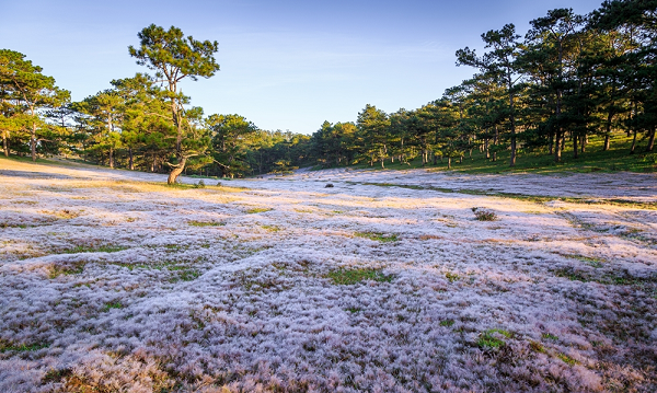 co-hong-da-lat