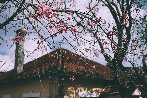mai-anh-dao-da-lat