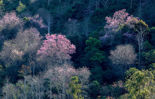 mai-anh-dao-da-lat