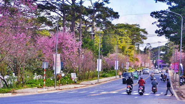 mai-anh-dao-da-lat