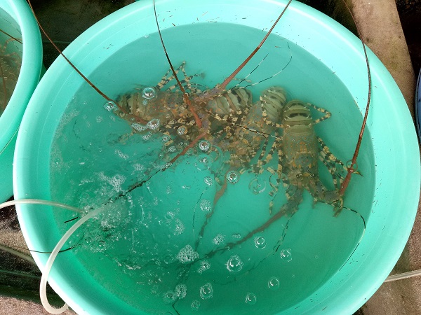 kinh-nghiem-du-lich-nha-trang-du-lich-truong-sa