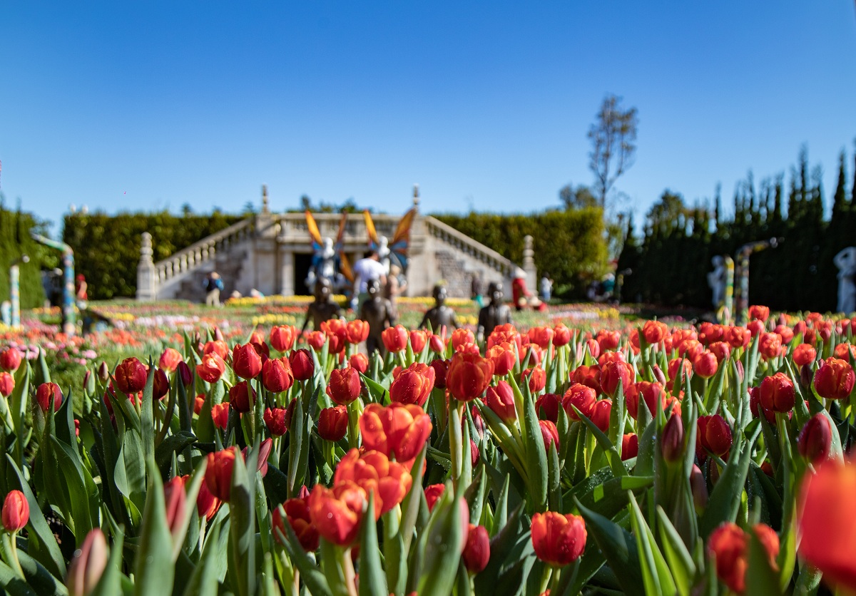 le-hoi-hoa-tulip-ba-na-hills