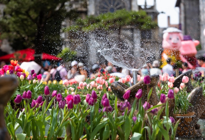 le-hoi-hoa-tulip-ba-na-hills