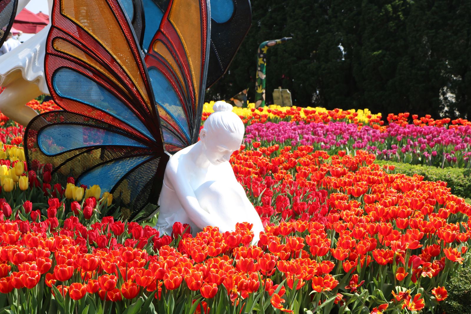 le-hoi-hoa-tulip-ba-na-hills