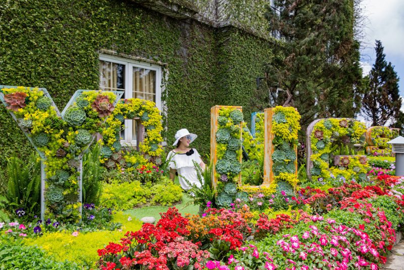 le-hoi-hoa-tulip-ba-na-hills
