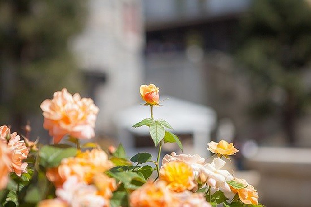 le-hoi-hoa-tulip-ba-na-hills