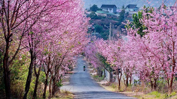 mai-anh-dao