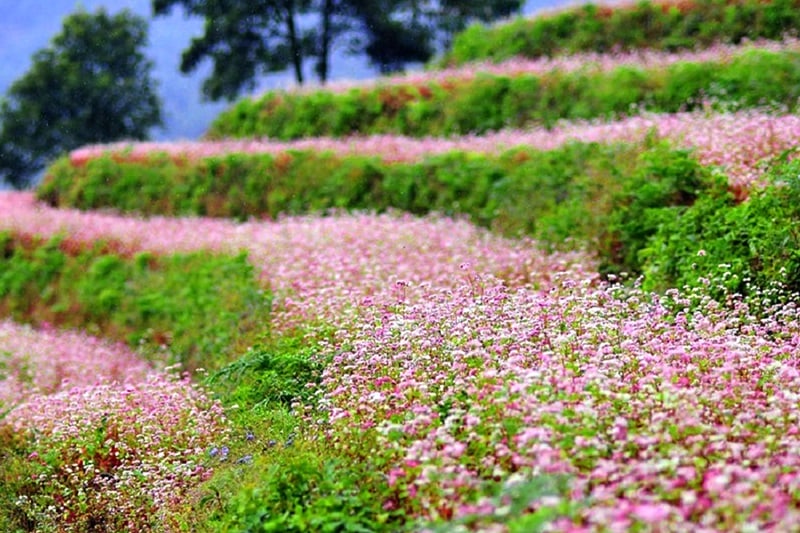 HaGiang-Sapa-Tour