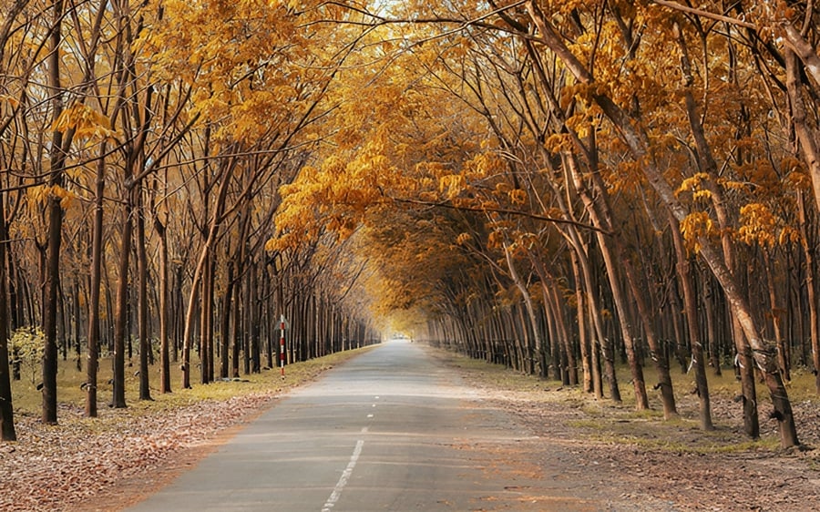 rubber forest