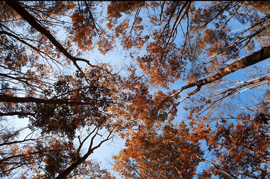 Binh Duong rubber forest