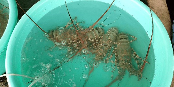 BÌNH BA “QUỐC ĐẢO TÔM HÙM”