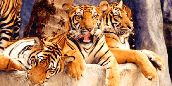 TOUR THIÊN ĐƯỜNG DU LỊCH - THÁI LAN 5N4D