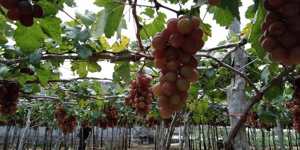 TOUR HANG RÁI – VĨNH HY 1 NGÀY