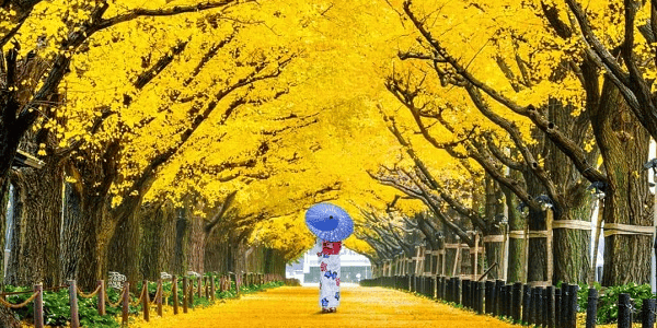 DU LỊCH CUNG ĐƯỜNG VÀNG - NHẬT BẢN 6N5D