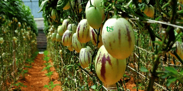 DU LỊCH NHÀ VƯỜN ĐÀ LẠT 1 NGÀY