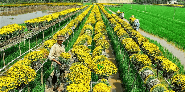 TOUR CẦN THƠ – ĐỒNG THÁP – SA ĐÉC – TRÀM CHIM 1 NGÀY