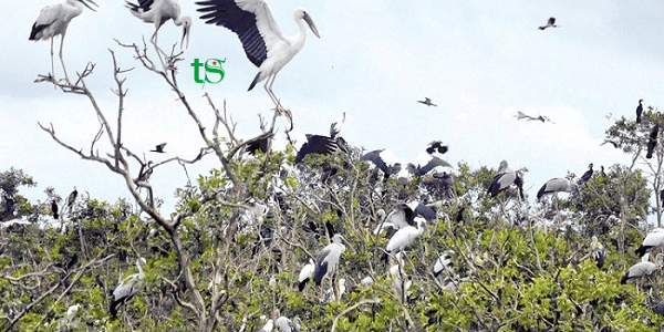 TOUR CẦN THƠ – ĐỒNG THÁP – SA ĐÉC – TRÀM CHIM 1 NGÀY