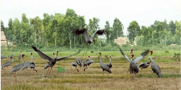 TOUR CẦN THƠ – ĐỒNG THÁP – SA ĐÉC – TRÀM CHIM 1 NGÀY