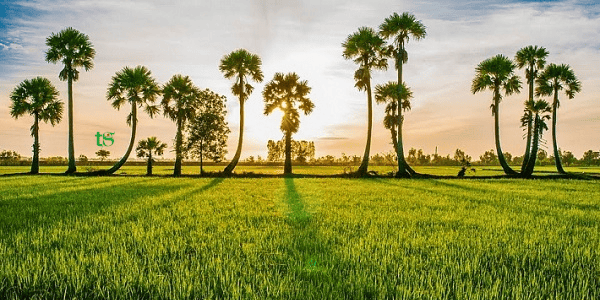 TOUR CẦN THƠ – SÓC TRĂNG – BẠC LIÊU – CÀ MAU 2N1Đ
