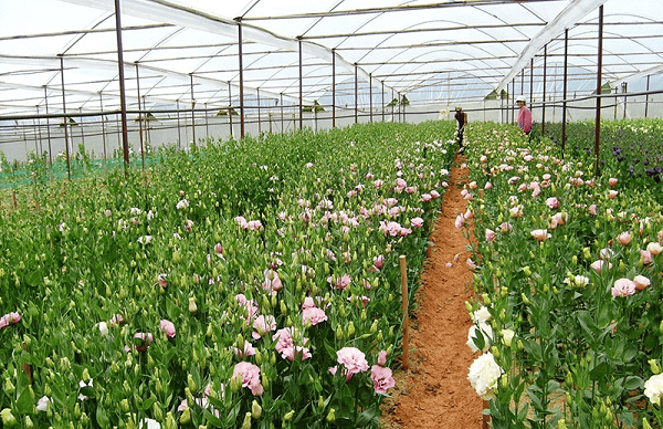 TOUR NGOẠI THÀNH ĐÀ LẠT