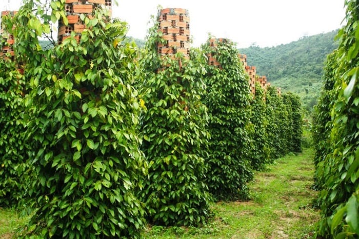 LẶN NGẮM SAN HÔ ĐẢO NGỌC PHÚ QUỐC 3N2Đ