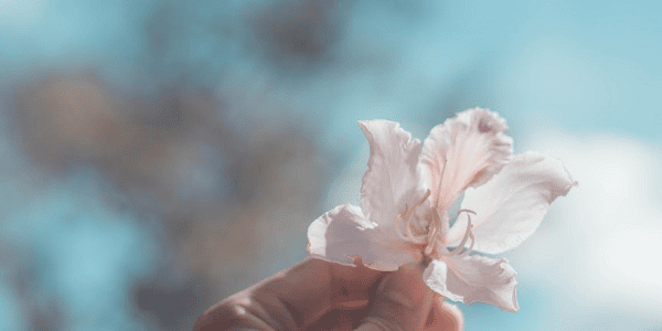 VUI TẾT TẠI THÀNH PHỐ NGÀN HOA