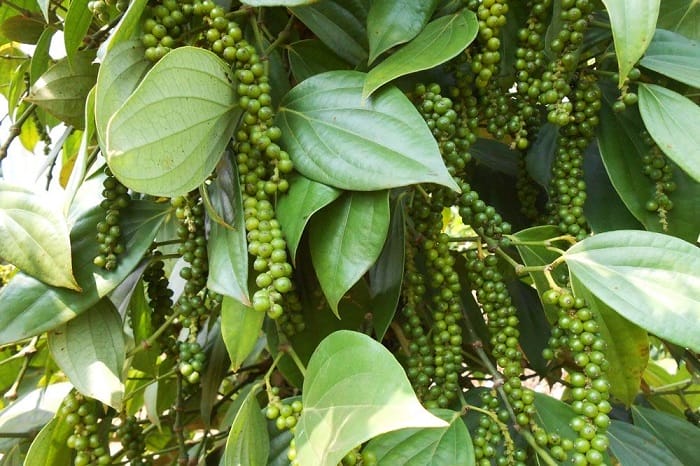 CÂU CÁ LẶN NGẮM SAN HÔ PHÚ QUỐC 4N3Đ