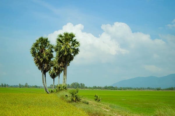 TOUR CẦN THƠ – BẠC LIÊU – SÓC TRĂNG 1 NGÀY