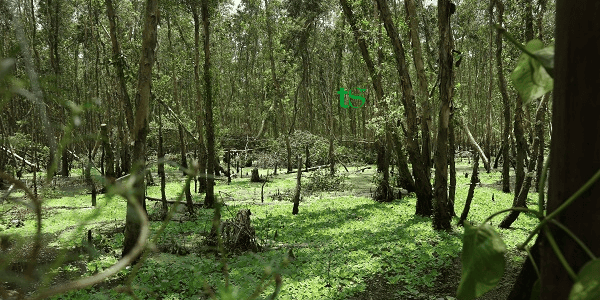 TOUR CẦN THƠ – CHÂU ĐỐC – TRÀ SƯ 1 NGÀY