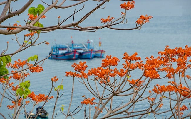 TOUR CÙ LAO CHÀM 1 NGÀY ĐÓN TẠI HỘI AN