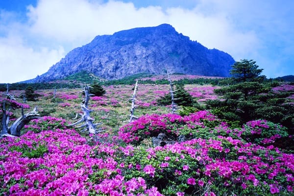 TOUR THIÊN ĐƯỜNG NGHỈ DƯỠNG JEJU