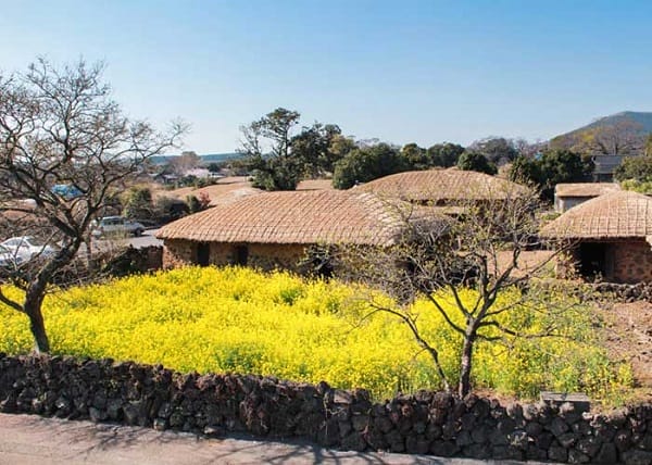 TOUR JEJU GIÁ RẺ