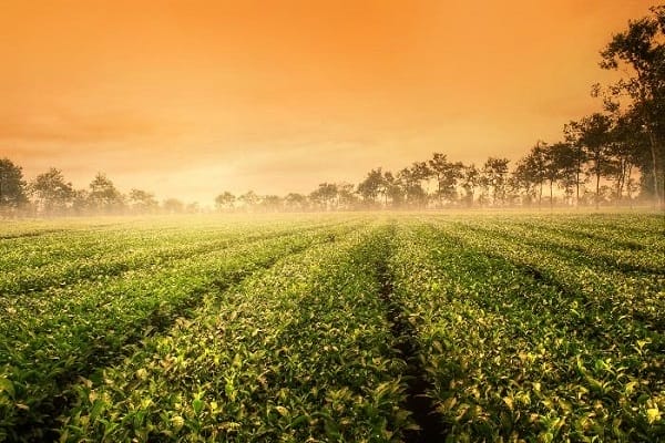 DU LỊCH TÂY NGUYÊN GIÁ RẺ