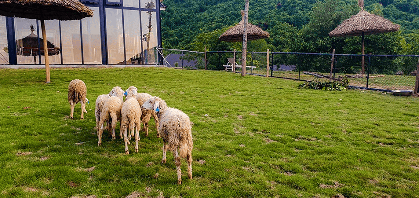 TOUR GHÉP BẠCH MÃ VILLAGE 1 NGÀY