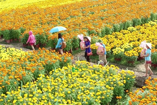 TOUR CẦN THƠ – ĐỒNG THÁP – SA ĐÉC – TRÀM CHIM 1 NGÀY